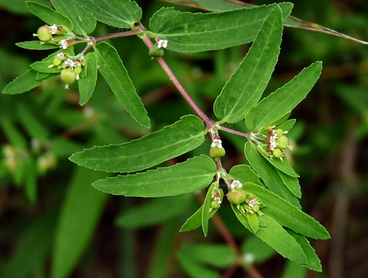 {Euphorbia nutans}